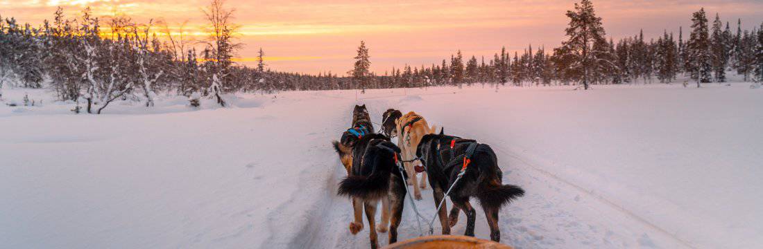 Husky Riders Poprad: Husky Ride in Slovakia