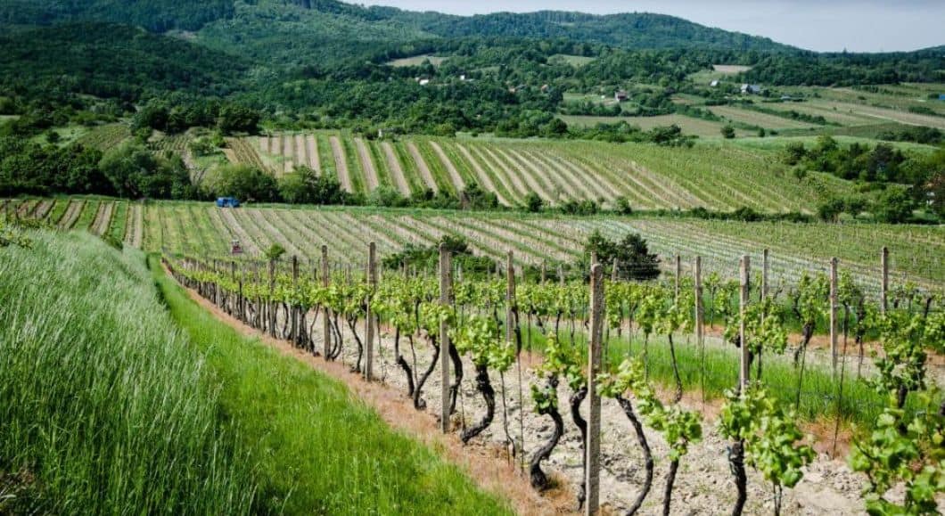 Bratislava Small Carpathians Wine Tour